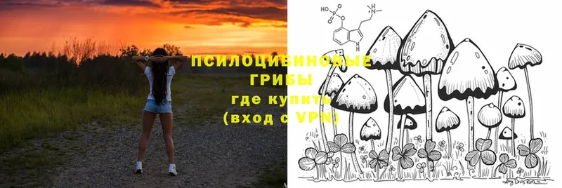 shop наркотические препараты  Тольятти  Галлюциногенные грибы Cubensis 